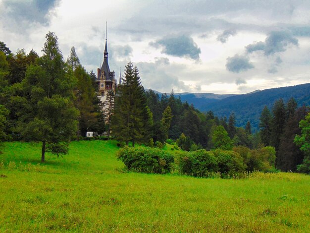 Bäume in der Landschaft gegen den Himmel