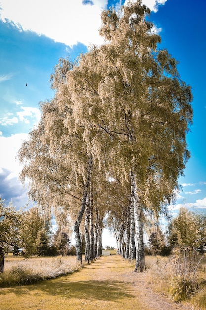 Bäume in der Landschaft gegen den Himmel