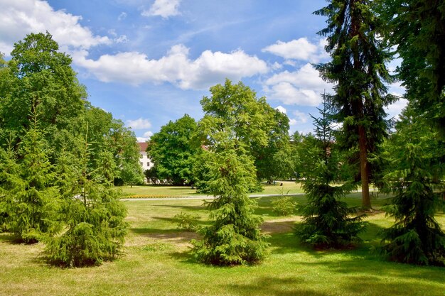 Foto bäume in der landschaft gegen den himmel