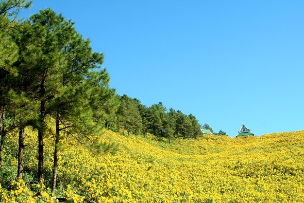 Foto bäume in der landschaft gegen den klaren blauen himmel