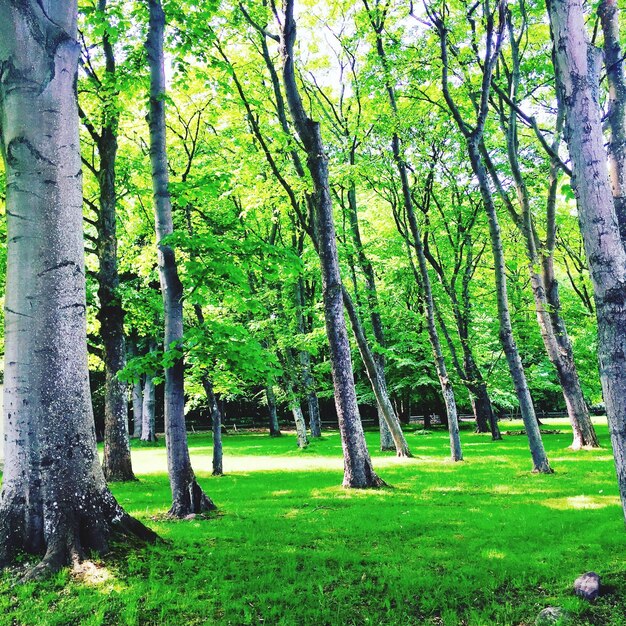 Foto bäume in der landschaft