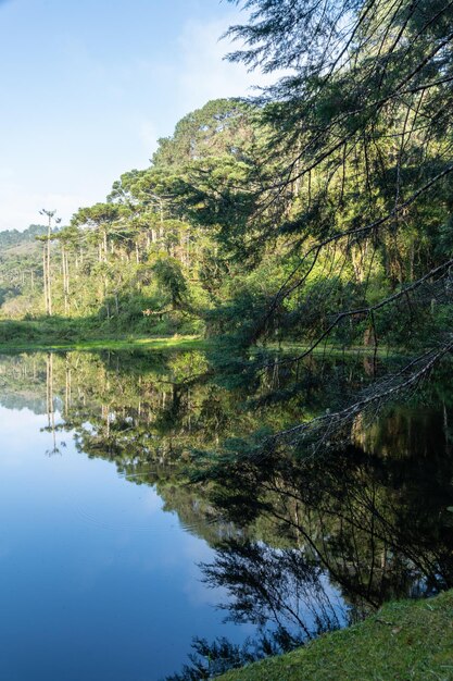 Foto bäume in der nähe eines sees im wald in brasilien