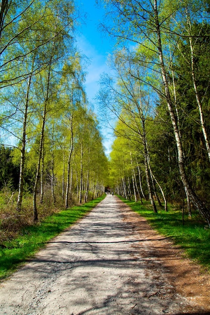 Bäume in der Natur im Park-Outdoor-Konzept