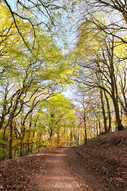 Bäume in der Natur im Park-Outdoor-Konzept