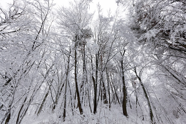 Bäume in der Wintersaison auf dem Territorium des Parks