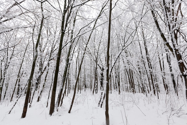 Bäume in der Wintersaison auf dem Territorium des Parks