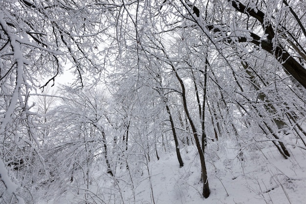 Bäume in der Wintersaison auf dem Territorium des Parks