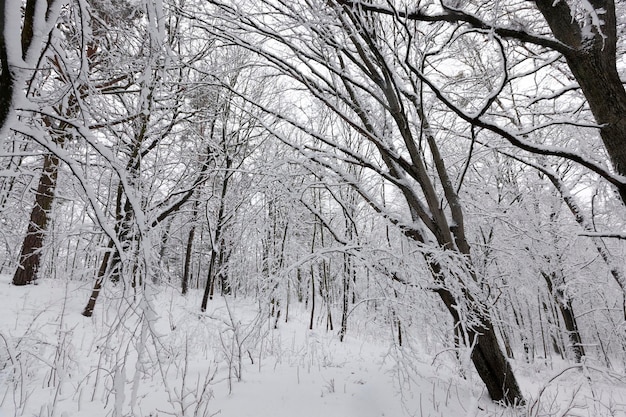 Bäume in der Wintersaison auf dem Territorium des Parks