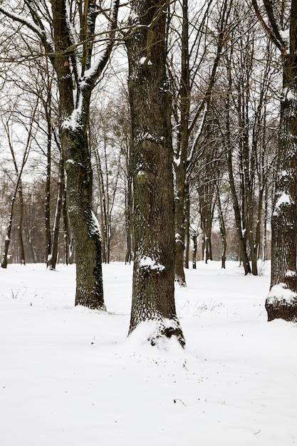 Bäume in der Wintersaison im Wald