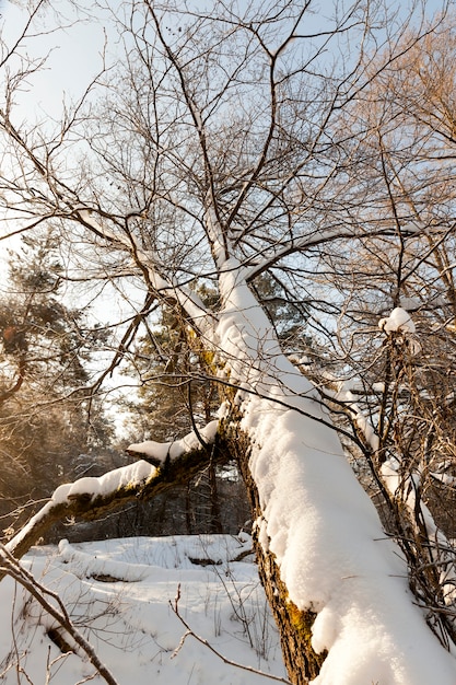 Bäume in der Wintersaison