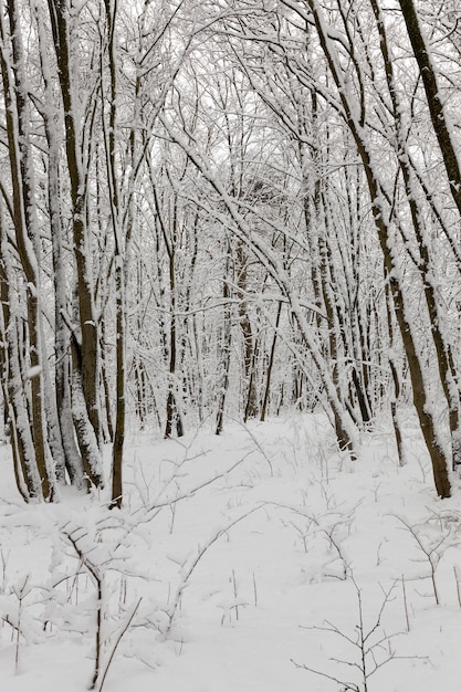 Bäume in der Wintersaison