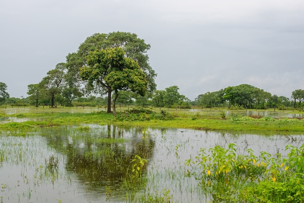 Bäume in einem Feuchtgebiet in der Regenzeit im Pantanal von Mato Grosso Pocone Mato Grosso Brasilien