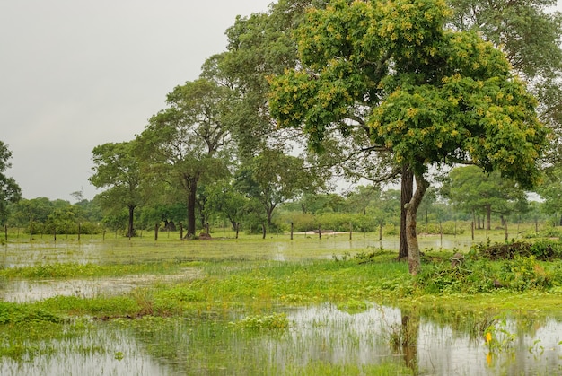 Bäume in einem Feuchtgebiet in der Regenzeit im Pantanal von Mato Grosso Pocone Mato Grosso Brasilien