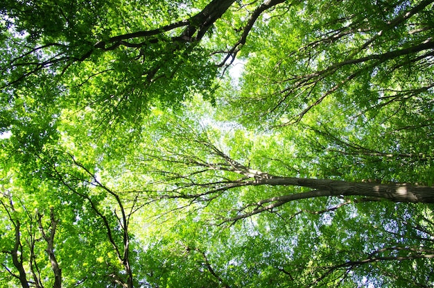 Bäume in einem grünen Wald im Frühjahr