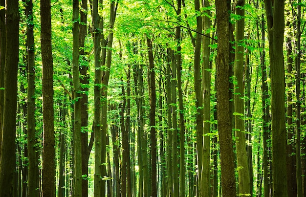 Bäume in einem grünen Wald im Frühling