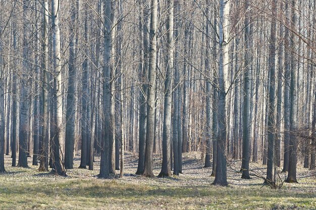 Bäume in einem Wald Spätherbst