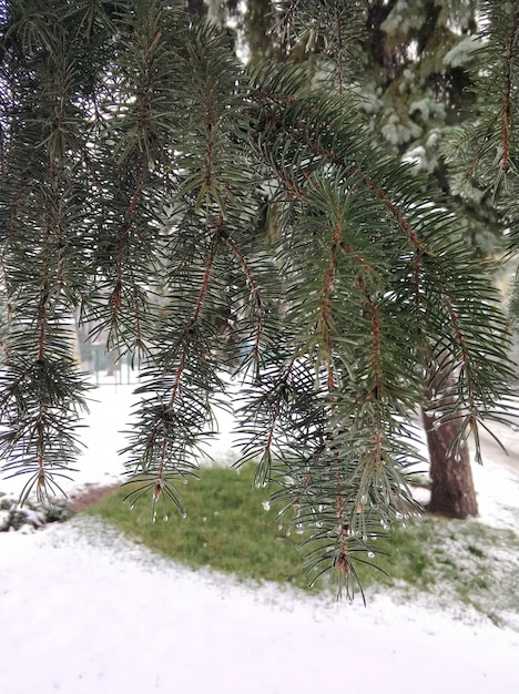 Bäume in einem Winterpark mit Schnee bedeckt.