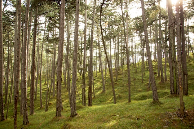 Bäume in einer grasbewachsenen Landschaft