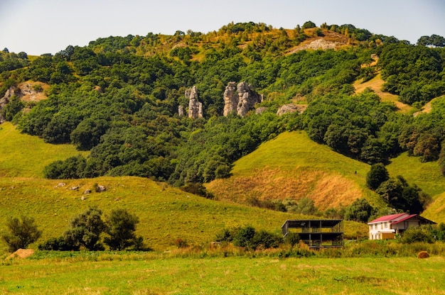 Foto bäume in einer grünen landschaft gegen den himmel