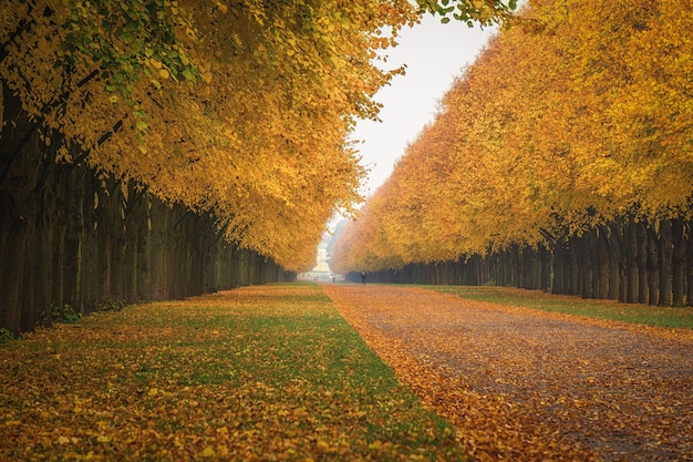 Bäume in einer Reihe im öffentlichen Park im Herbst