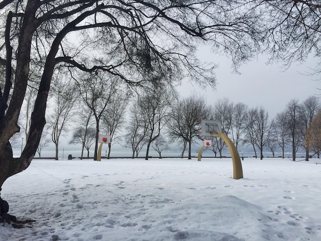 Bäume in einer schneebedeckten Landschaft