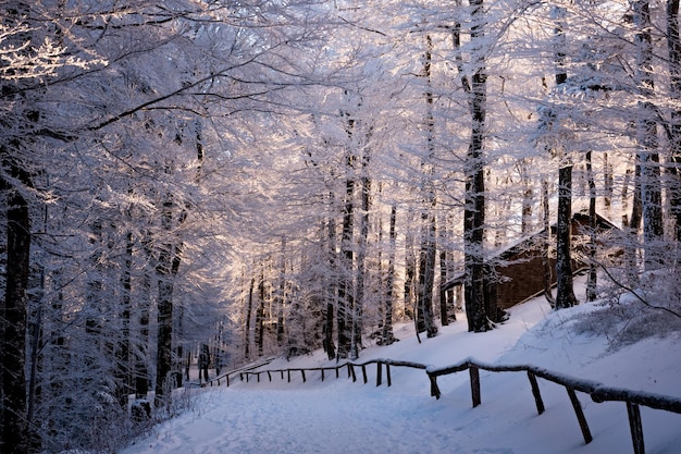 Bäume in einer schneebedeckten Landschaft