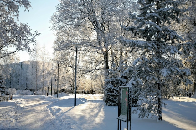 Bäume in einer schneebedeckten Landschaft