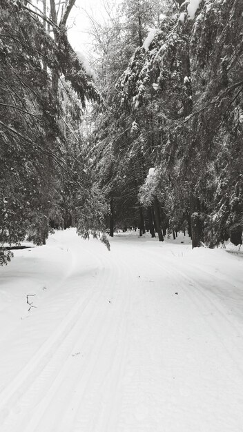 Foto bäume in einer schneebedeckten landschaft