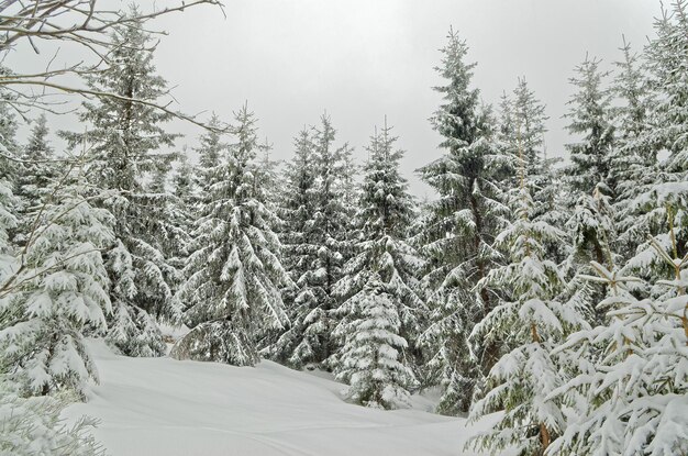 Bäume in einer schneebedeckten Landschaft