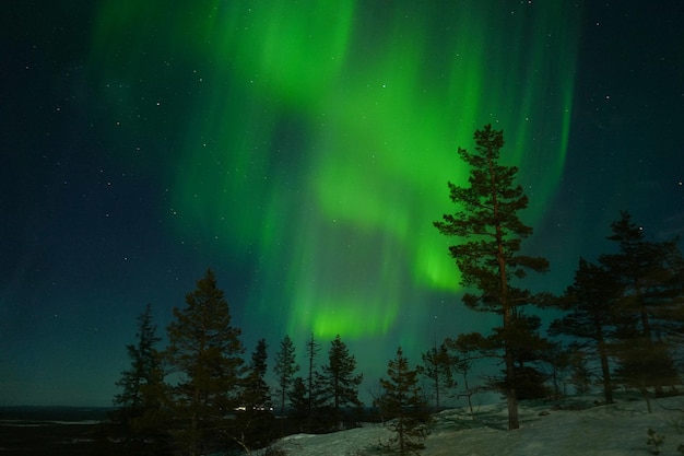 Bäume in Finnland gegen den Nachthimmel
