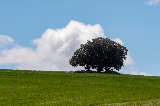 Bäume in ihrer natürlichen Umgebung inmitten der Natur