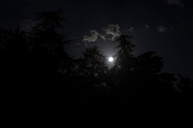 Bäume Kiefer Silhouette Nachtmond