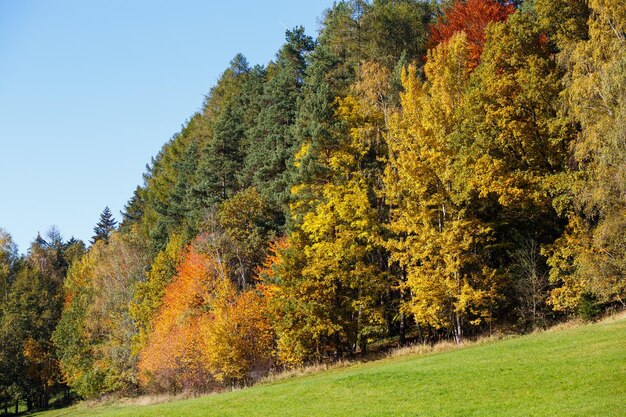 Bäume mit farbigen Blättern im Herbst