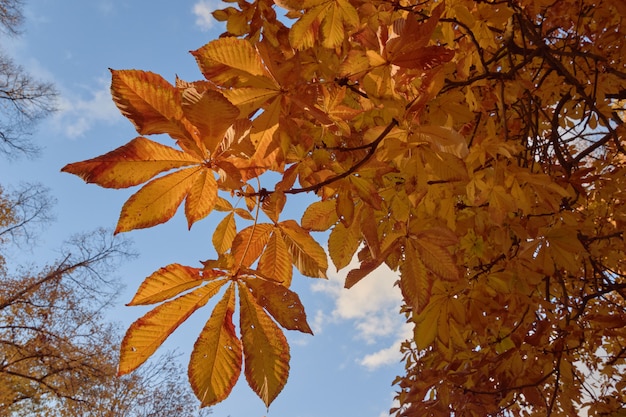 Bäume mit gelben Blättern im Garten des Parterre im Herbst