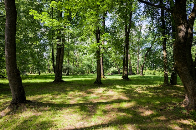 Bäume mit grünem Laub im Frühling oder Sommer, angenehm schöne Natur und frische Luft, Bäume wachsen in der Nähe des Feldes mit grünem Gras