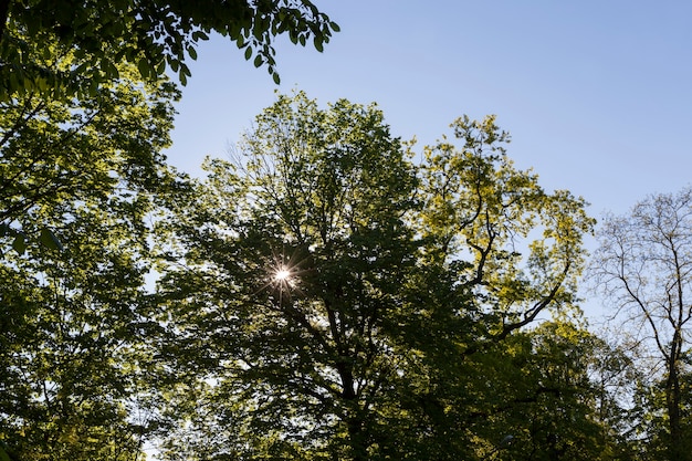 Bäume mit grünem Laub Im Sommer wird das Laub der Bäume von hellem Sonnenlicht beleuchtet