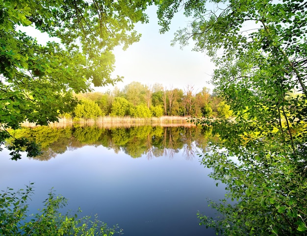 Bäume mit grünen Blättern am Fluss