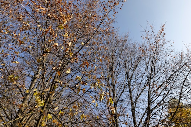 Bäume mit Laub, das im Herbst fällt