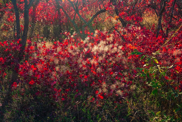 Bäume mit leuchtend roten Herbstblättern