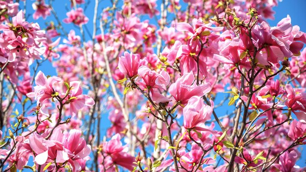 Bäume mit rosa Blüten