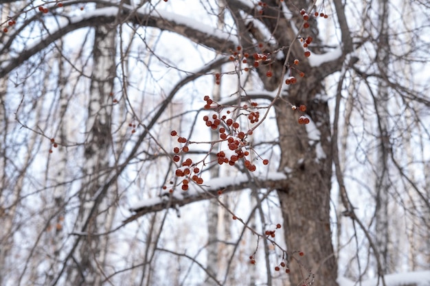 Bäume mit roten Beeren auf den Ästen, die im Winter verwelkt sind Selektiver Fokus