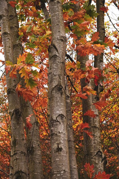 Bäume mit roten Blättern im Berg in der Herbstsaison