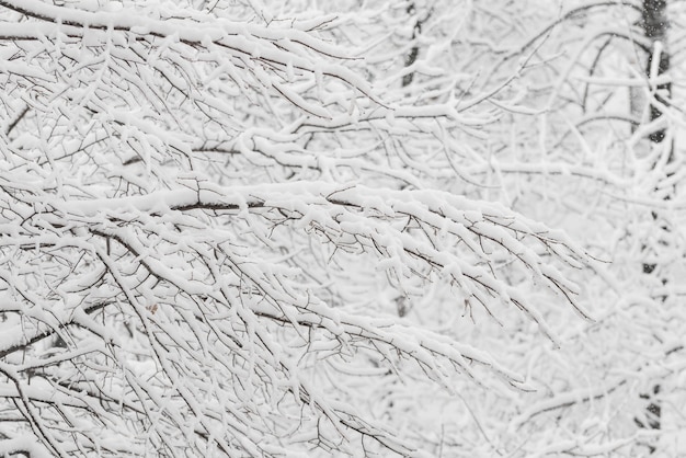 Bäume mit Schnee im Winterpark. Verschneiter Tag, bewölkter Himmel.