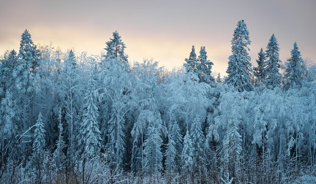 Foto bäume mit schnee und frost bedeckt schöne winterlandschaft bei sonnenuntergang karelien