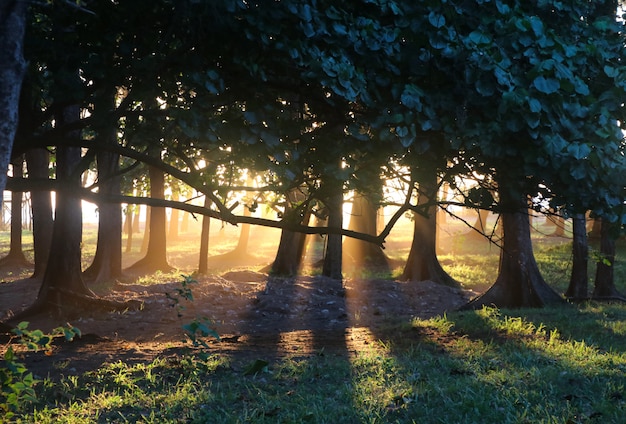 Bäume mit Sonnenuntergang beleuchten warmes und Weichheit in der Natur