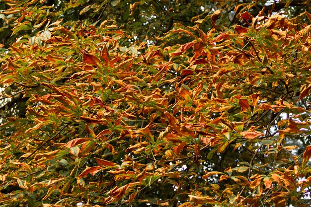 Bäume mit trockenen Blättern im Herbst. Selektiver Fokus.