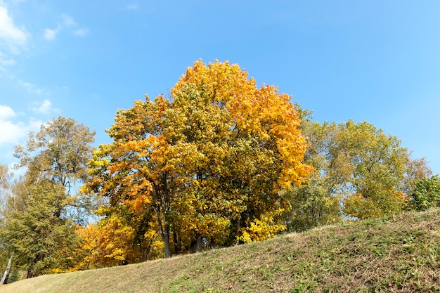 Bäume mit vergilbten Ahornblättern in der Herbstsaison.