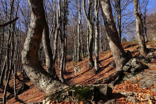 Bäume mit vielen Blättern in einem Wald beim Wandern im Herbst