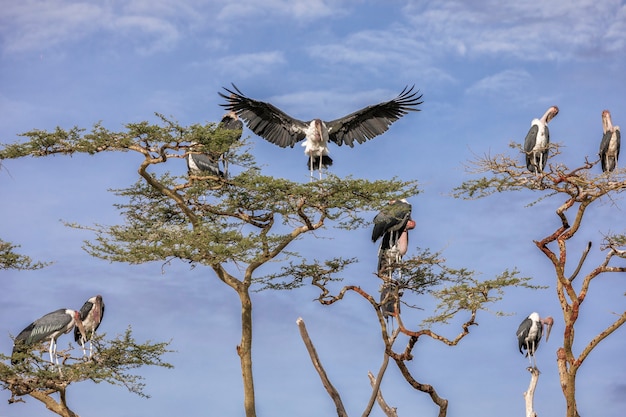 Bäume mit Vögeln in Afrika Tansania