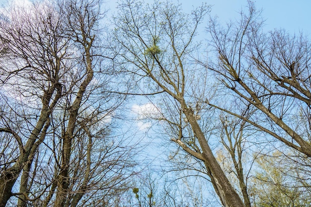 Bäume ohne Blätter gegen den blauen Himmel